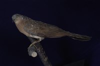 藏品(斑頸鳩)的圖片